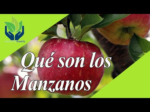 Video: Manzanos ornamentales: descripción de especies y variedades, características de cultivo