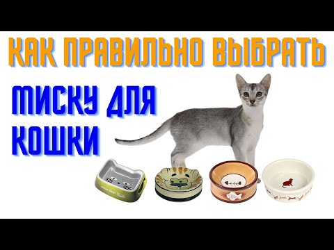 Как правильно выбрать миску для кошки