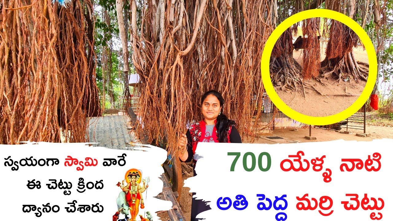 700 years Old Tree | శ్రీపాదవల్లభ తపోభూమి ద్వీపం కురువపురం| Sripada vallabha Island Kuruvapuram |