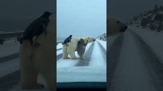 Polar Bears Adorable Hitchhikers