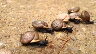 Snail Party