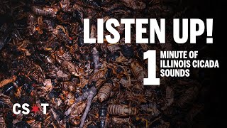 Listen to the sound of Illinois cicadas