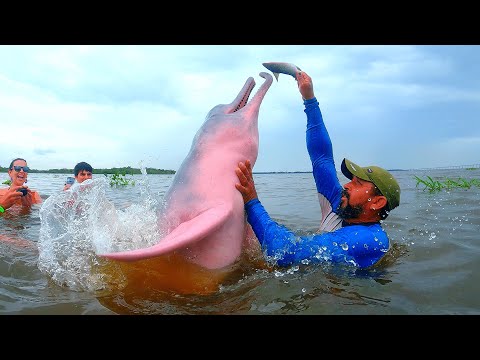 Плаванье с РОЗОВЫМ ДЕЛЬФИНОМ в Амазонке (Бразилия)