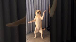 Dog Dancer 😂😂