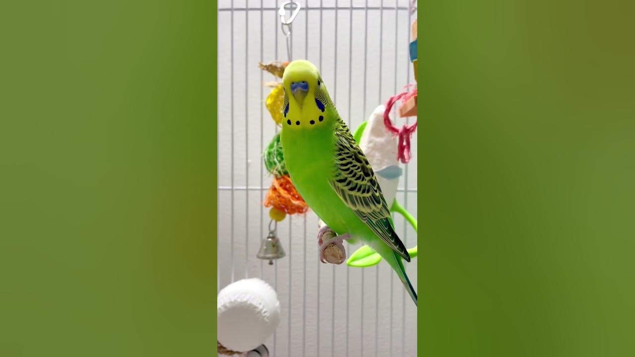 Happy budgie sounds 🥰💚💛 #budgies #parakeet #budgiesounds #birdlife