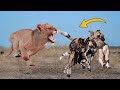 Wild Dogs Destroy Lion Cub! But The God can't help Wild Dog escape the power of Mother Lion