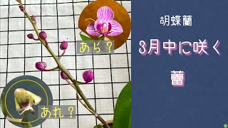 2021年3月6日　胡蝶蘭 3月中に咲く蕾　水苔植え・水栽培・空中栽培　変形の花　たけのこランの蕾