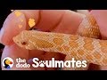 This Snake Loves To Cuddle In The Sweaters His Mom Makes Him | The Dodo Soulmates