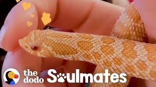 This Snake Loves To Cuddle In The Sweaters His Mom Makes Him The Dodo Soulmates