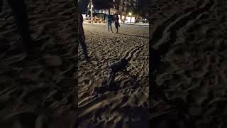 🇵🇭🇧🇪WE CATCH A TURTLE N PANGLAO BEACH #shorts #short #video #shortvideo #shortsfeed #youtubeshorts