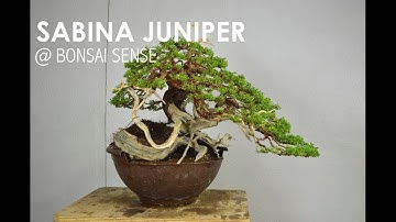 Sabina Juniper @ Bonsai Sense