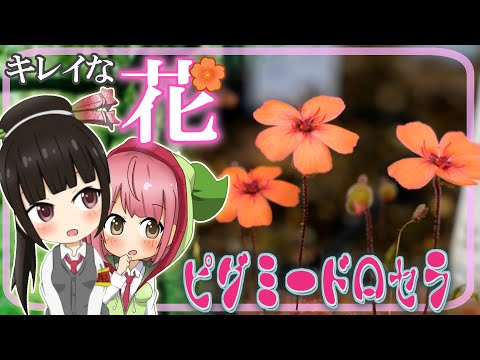 食虫植物だってカワイイお花を咲かせるよ ちっちゃいモウセンゴケ ピグミードロセラの綺麗なお花 食虫植物tv Youtube