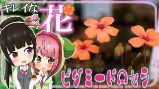 食虫植物だってカワイイお花を咲かせるよ!ちっちゃいモウセンゴケ ピグミードロセラの綺麗なお花【食虫植物TV】
