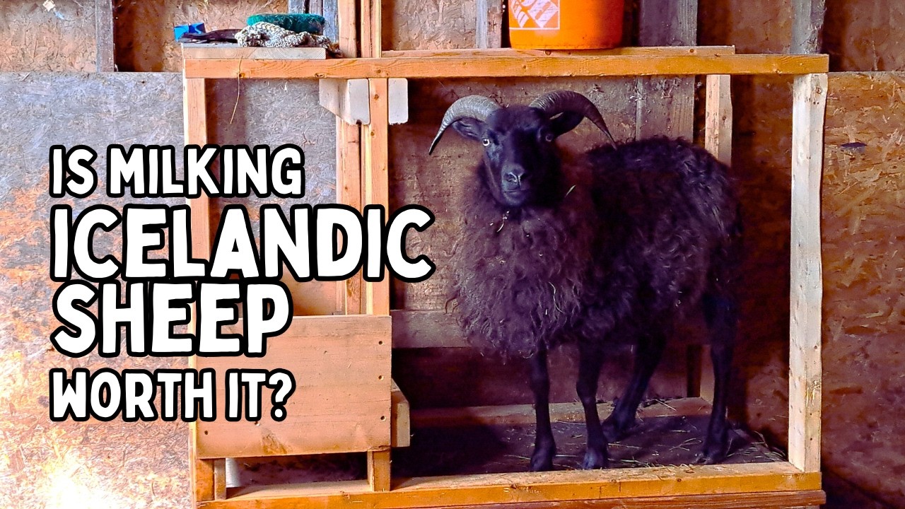 Доение овец вручную: стоит ли доить исландских овец?