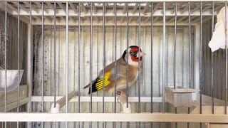 Jilguero Cantando la copia malaga _ Goldfinch bird singing the wonderful sounds for training songs