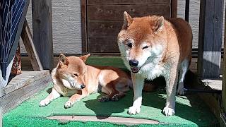 突然の不調、その後の小梅の記録