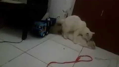 Watch the video about Persian Longhair Cat Succesful Mating