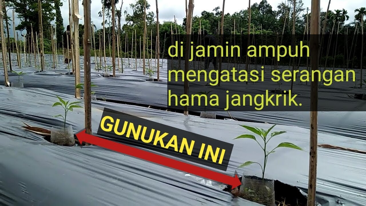 Cara Menanam dan cara mengatasi hama jangkrik pada tanaman cabe