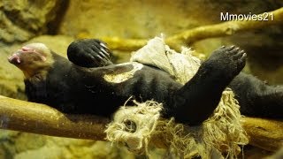 木の上で眠るマレーグマ　ウメキチ~Sun Bear is not cool the stomach