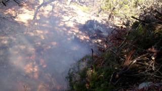 Tannerite vs. Oak Tree