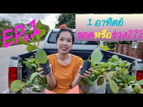 EP.1 ภารกิจปลูกต้นสักทอง 🌱🌱  #บ้านสวนมะม่วงโฮมสเตย์ #ต้นสักทอง