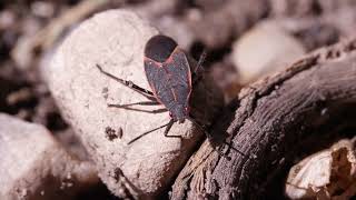 Creature Feature: Boxelder Bugs Wealth