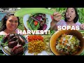 BUHAY AMERIKA: DAMI ULIT HARVEST! SOPAS TAYO/ ANG HIRAP NG MAY FOOD ALLERGIES FIL-AM FAMILY VLOG