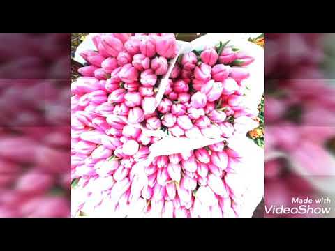 احلى فيديو لعيد ميلاد صديقتي Best Friend