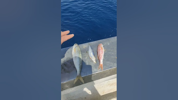 سمكة التونة العنيدة تأكل كل شيء Tuna fish eat everything