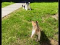 Kittens first time outside beautiful moments 