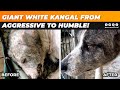 GIANT WHITE KANGAL FROM AGGRESSIVE TO HUMBLE ! WATCH THE INCREDIBLE TRANSFORMATION !!!