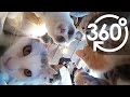 【いきもの目線】猫カフェ②（360Lives　/　cat cafe vol.２）