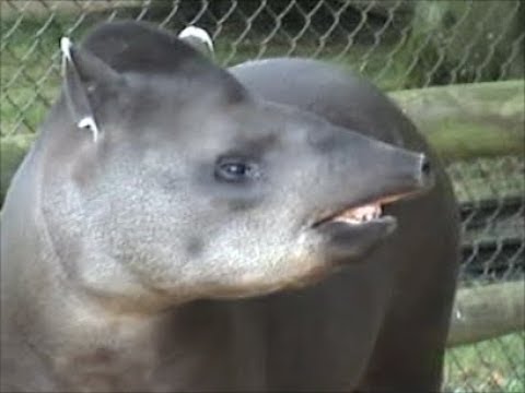 Video: Tapir është Tapir i ultësirës