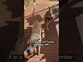 Feeding 3 Dogs at once is a challenge! #dog #dogshorts #dogfood #cutedog #funny