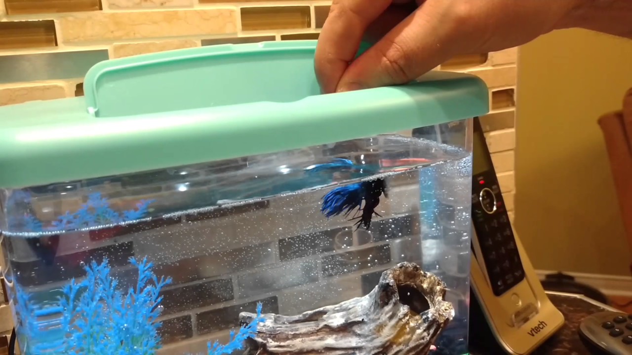 Jumping Betta fish / Прыгающая дрессированная рыба Бетта. YouTube