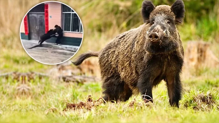Terrifying Wild Boar Attack Caught on Camera! 🐷🐗