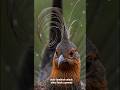 This Bird Can Imitate ANY Sound #facts