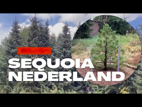 Sequoia tree, 25-05-2022, The Netherlands