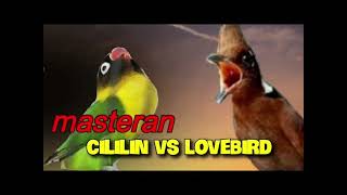 Download Lagu MASTERAN CILILIN SAMBUNG LOVEBIRD  MP3 Download Lagu MASTERAN CILILIN SAMBUNG LOVEBIRD  MP3