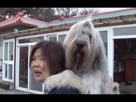 아주머니 뒤에 매달려있는 개 저만 보이는거 아니죠 ㅣ Giant Sapsali <strong>Dog</strong> <strong>Still</strong> Needs That Piggyback From His Mom LOL