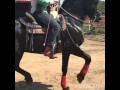 Venta de caballo 3/4 frisón bailador