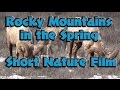 Spring in the Rocky Mountains Short Film - Animals of Teton National Park WY in HD