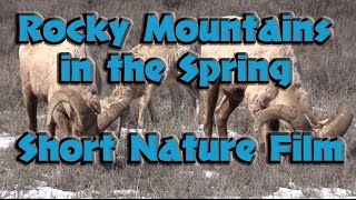 Spring in the Rocky Mountains Short Film - Animals of Teton National Park WY in HD Spring in the Rocky Mountains Short Film - Animals of Teton National Park WY in HD