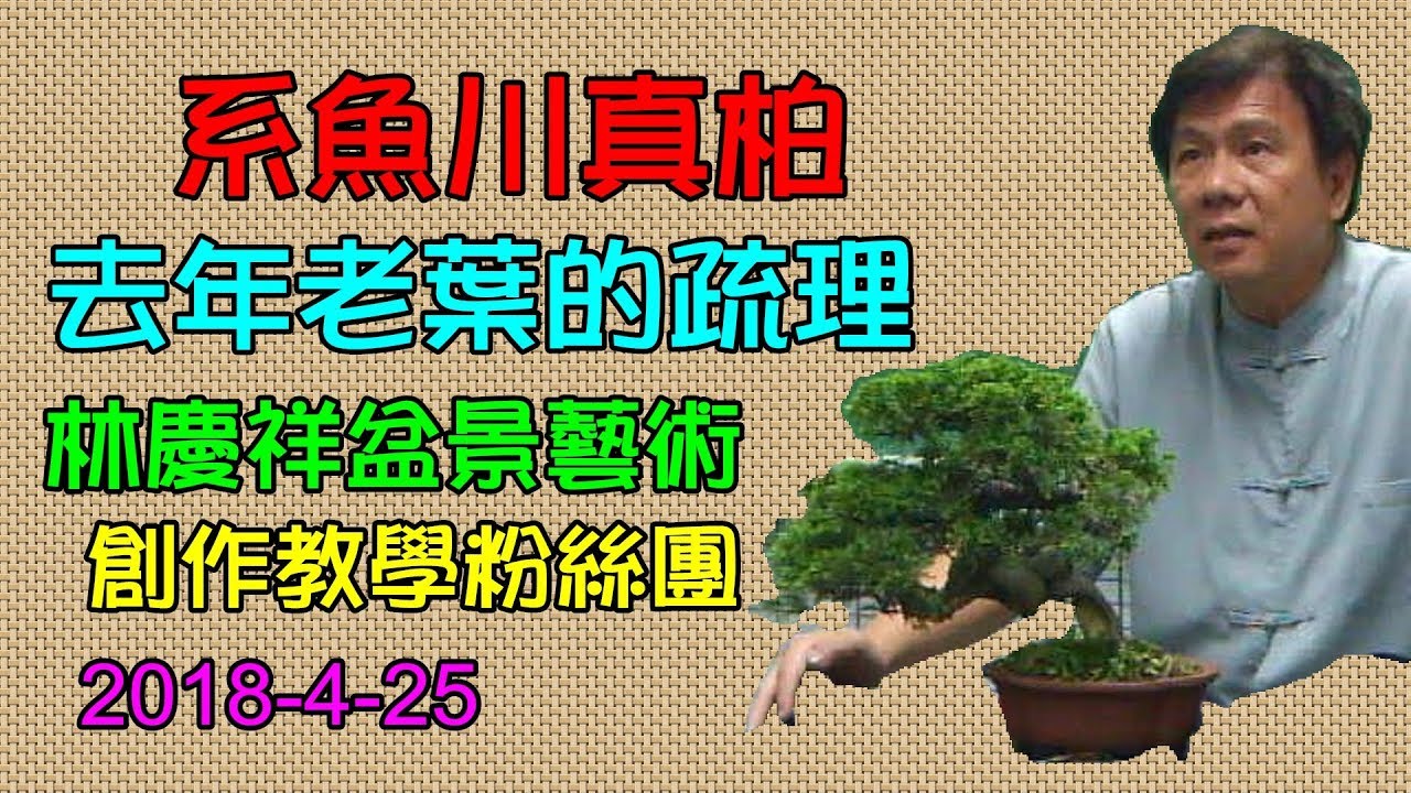 林慶祥盆景藝術創作教學團隊 Line : 0936456168 ( 系魚川真柏去年老葉得書理) 2018-4-25