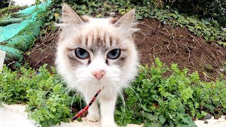 猫の集会に突如現れた美しすぎるシャム猫