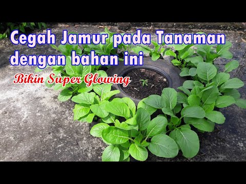 Merawat Tanaman di Musim Hujan Cegah Busuk Batang, Plant Vegetables from seed to harvest @TamanInspirasi