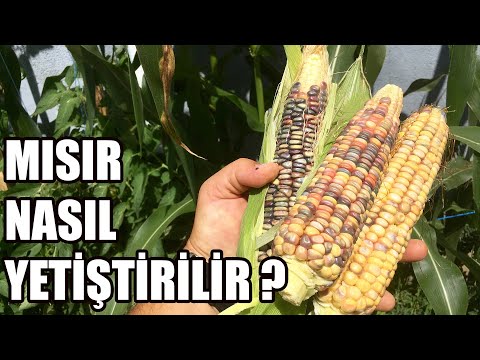 Video: Konteyner Yetiştirilen Mısır - Kaplarda Mısır Yetiştirebilir misiniz