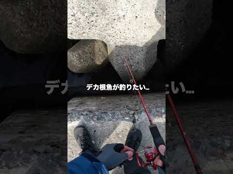 デカい○んぽ釣れました！【穴釣り】#Shorts #穴釣り #fishing #釣り初心者向け動画#海釣り