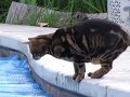 Bengal Cat wants to Walk on Water