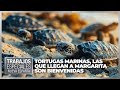 Tortugas marinas, las que llegan a Margarita son bienvenidas - Especial VPItv